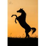 Horse spirit riders
