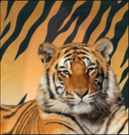 7IGER5 Group