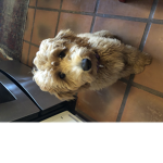 the dog !