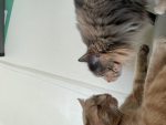 *-*kitty is kool*-*
