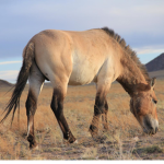 Horse world pferde