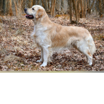 Retrieves