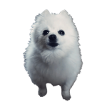 🔥Gabe the dog Special group