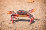 crabs fanpage