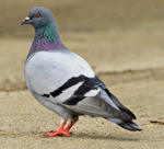 Bird Airlines 136