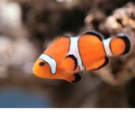 GROUP FISH gROUP