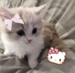 Luvxcookie! ʕ•ᴥ•ʔ
