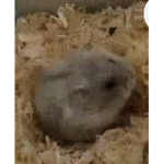 OllieThaHamster