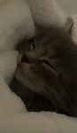 Zeooxx's Cats!