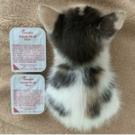Saucey Cats