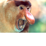 indigenous Monkeys of africa