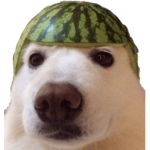 memes the dog of lifeeeeeeee!!!!!!!!