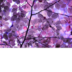 #PurpleLeaf