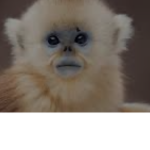 Monkeys_xoxo fan group