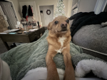 Join this if you like this dog!