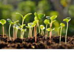 planty