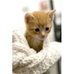 Kittens Cute