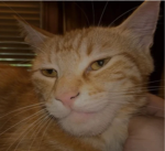 Hamooshipoop