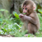 Monkeys boys or girls
