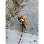 Adorable cute doggies