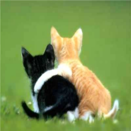 cats Roblox decal