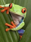 Frogs and relaxation