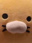 준팝의 그룹