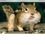 Chipmunk revolution