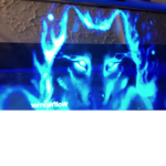 wolves life studios
