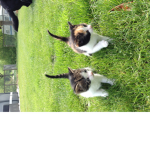 Animalss group