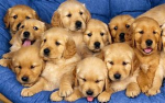 Puppy brothers