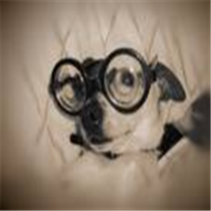 Dog Roblox decal