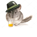 The Chinchilla Fan Group