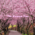 Blossom Tree! シ