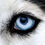 Official - Wolf Eye Studios