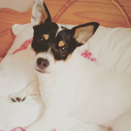 dog Roblox decal