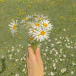 adorable daises