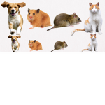 Hope For Paws Online