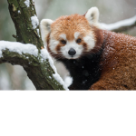 Team Red Panda !