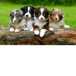 We Love Dogs Group :)