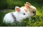 little bunnies.
