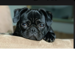 Yo dogs
