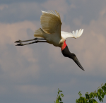 Jabiru Interactive
