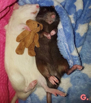 Rat soldier group