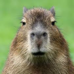 pig amery