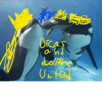 orcas and dolphins united