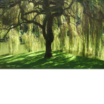 Willow orphanage