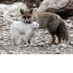 wolf and sleep group