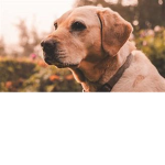 dog_fan_group
