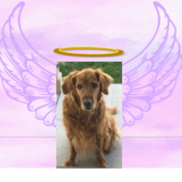 goodbye daisy the dog